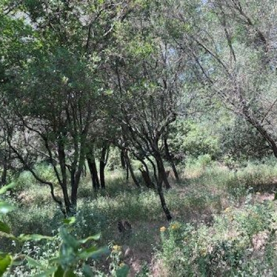  CABINET L'ANTENNE : Maison / Villa | NIMES (30000) | 220 m2 | 815 000 € 